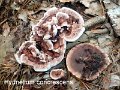 Hydnellum concrescens-amf917